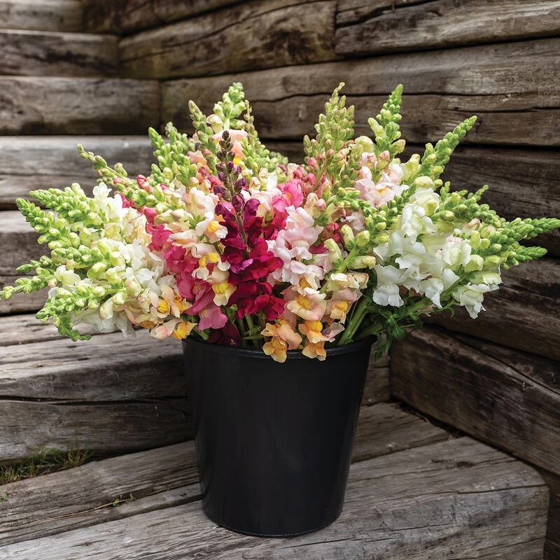 Costa II Mix 4 Costa II Mix - Image 2