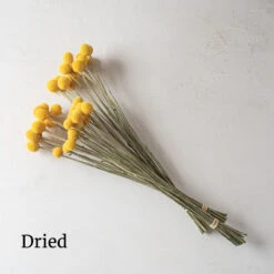 Sun Ball -Verdant Bloom Store 01771g 02 sunball dried flower