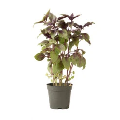 Aromatto -Verdant Bloom Store 01772g 03 aromotto