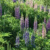 Perennial Lupine -Verdant Bloom Store 01820 01 perennlupine