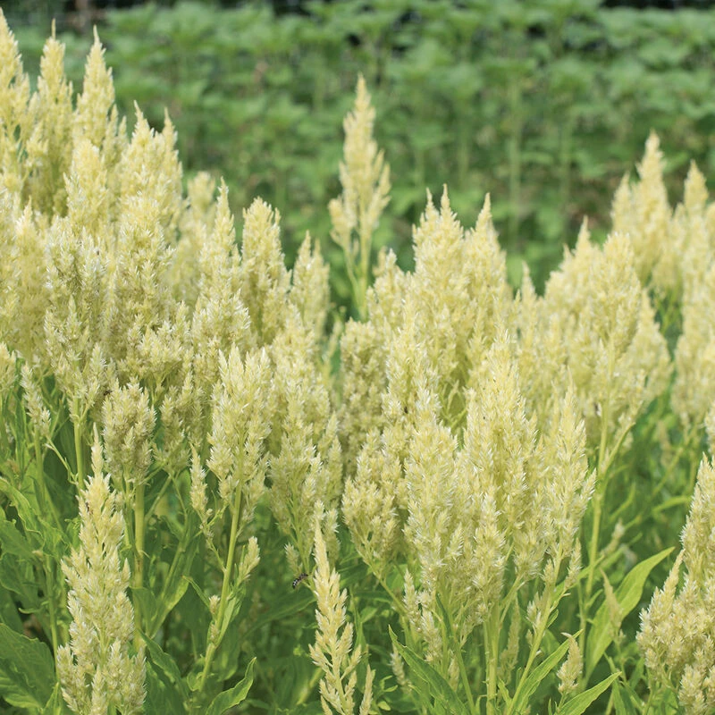 Sylphid 4 Sylphid - Image 2