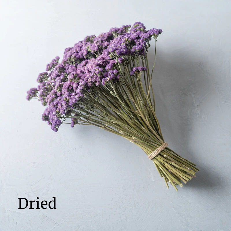 Tall Blue Planet 4 Tall Blue Planet - Image 2