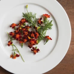 Red Gem -Verdant Bloom Store 01857 02 redgem