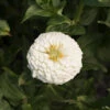 Giant Dahlia Flowered White -Verdant Bloom Store 01877 01 dahlia white