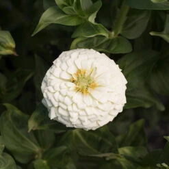 Giant Dahlia Flowered White