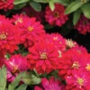 Double Zahara™ Cherry -Verdant Bloom Store 01899 01 double zahara cherry zinnia