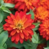 Double Zahara™ Fire -Verdant Bloom Store 01900 01 double zahara fire zinnia
