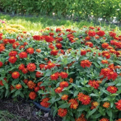 Double Zahara™ Fire -Verdant Bloom Store 01900 02 double zahara fire zinnia