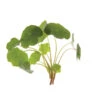 Nasturtium -Verdant Bloom Store 01905s 01 nasturtiumshoots