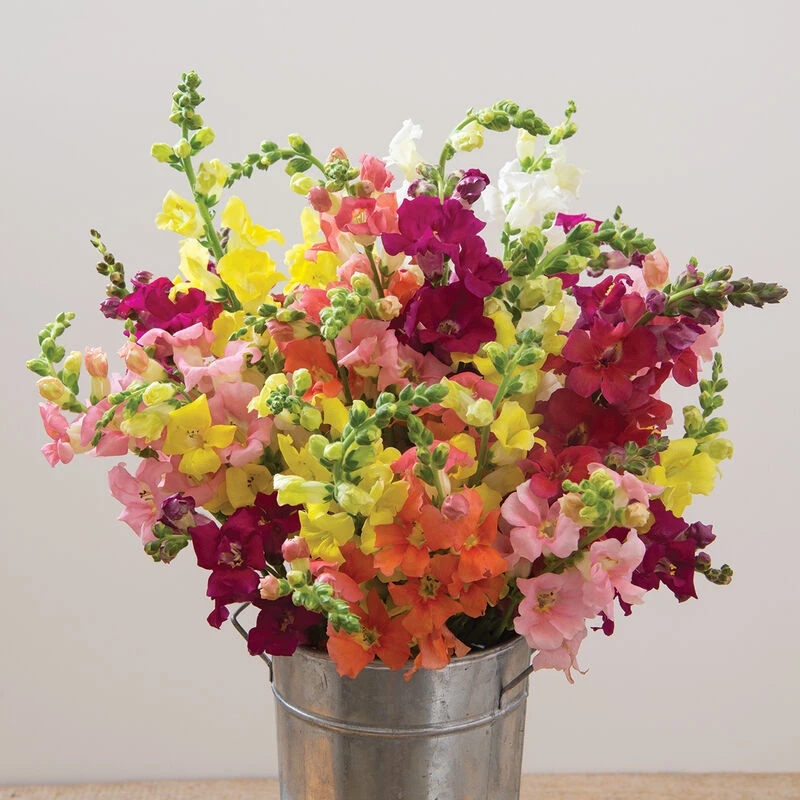 Chantilly™ Formula Mix 4 Chantilly™ Formula Mix - Image 2