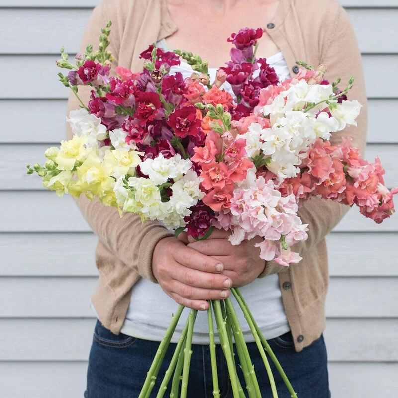 Madame Butterfly Mix 4 Madame Butterfly Mix - Image 2