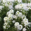 Sweet Alyssum -Verdant Bloom Store 01932 01 sweetalyssum
