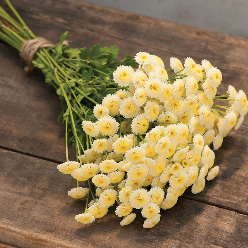 Magic Lime Green 3 Magic Lime Green