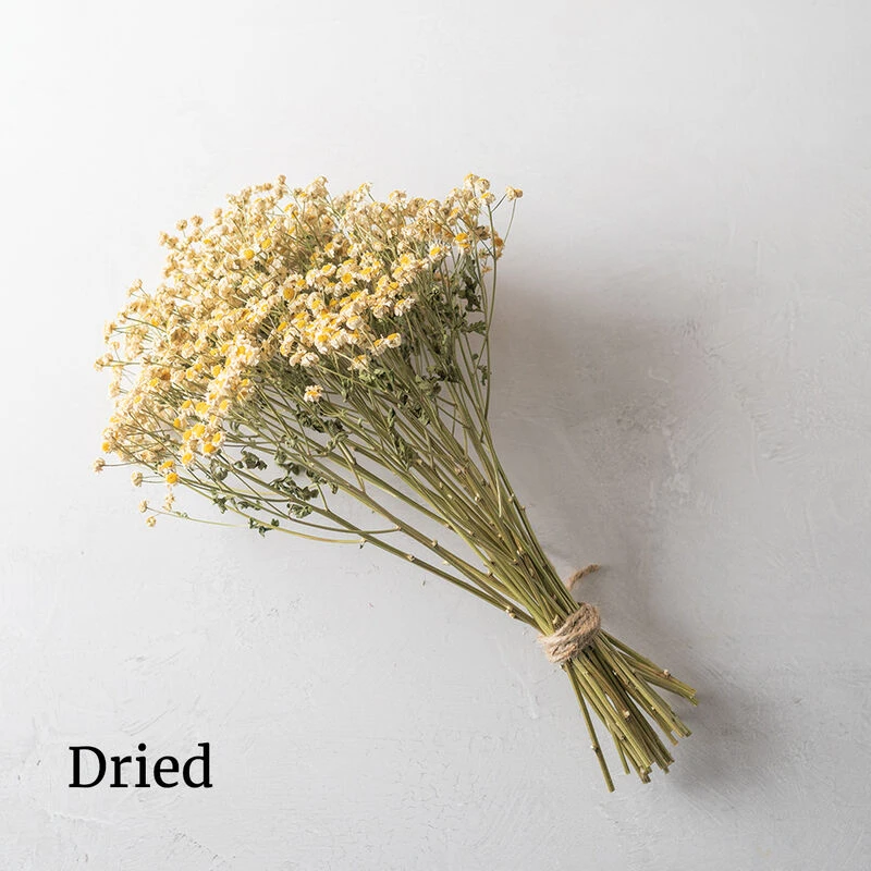 Magic Single 4 Magic Single - Image 2