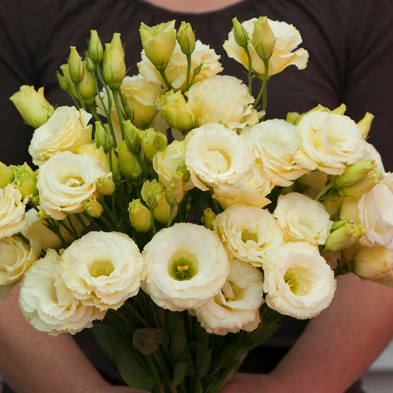 Arena III Gold 3 Arena III Gold