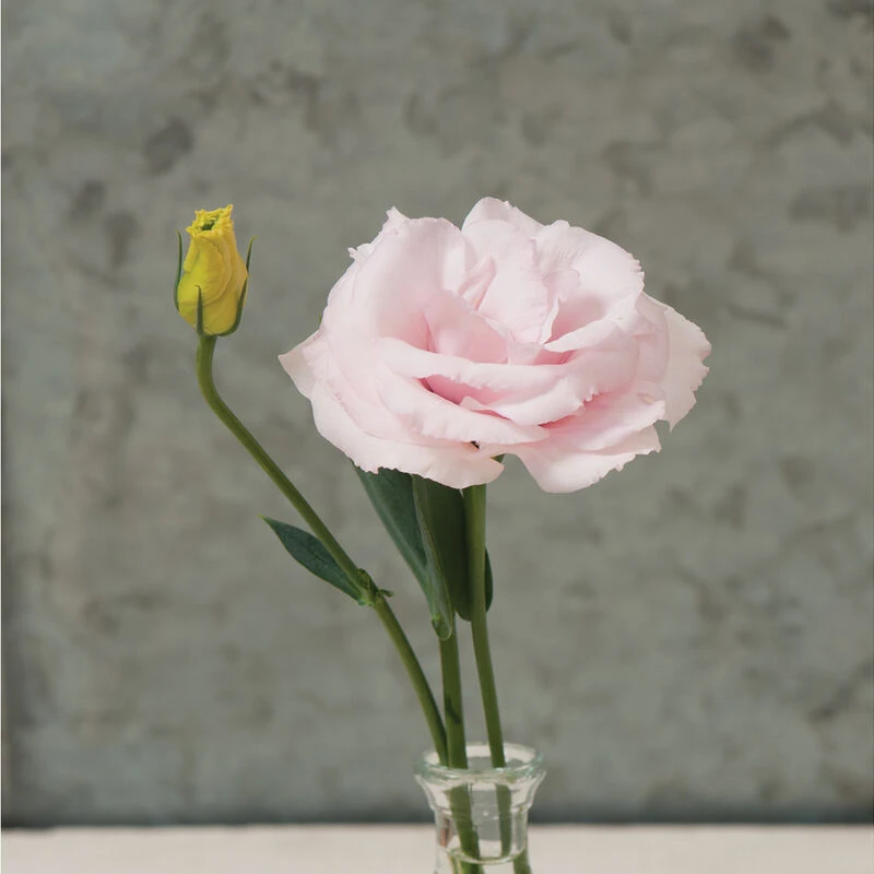 Arena III Baby Pink 3 Arena III Baby Pink