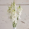 Chantilly™ White -Verdant Bloom Store 01985 01 chantilly white
