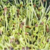 Buckwheat -Verdant Bloom Store 02151sg 01 buckwheat sprouts