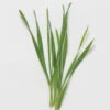 Hard Red Winter Wheat 2 Hard Red Winter Wheat -Verdant Bloom Store 02162sg 01 hardredwinterwheat