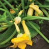 Specialty Summer Squash Set -Verdant Bloom Store 02217 01 zephyr