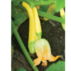 Specialty Summer Squash Set -Verdant Bloom Store 02217 02 zephyr