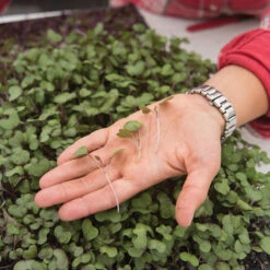 Cabbage, Red -Verdant Bloom Store 02230m 02 cabbage