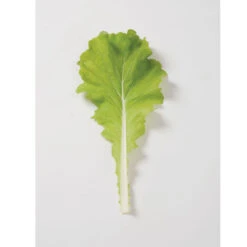 Tokyo Bekana -Verdant Bloom Store 02251 02 tokyobekana