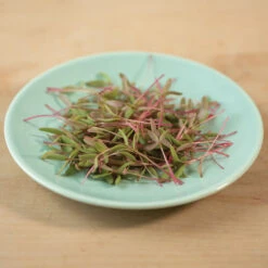 Purslane, Red Gruner -Verdant Bloom Store 02257m 03 grunermicro