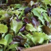 Allstar Gourmet Lettuce Mix -Verdant Bloom Store 02301 01 allstargourmethorz