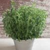 Stevia -Verdant Bloom Store 02305g 01 stevia