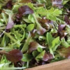 Encore Lettuce Mix -Verdant Bloom Store 02366g 01 encoreharvesthorz