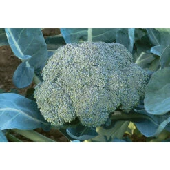 Gypsy 5 Gypsy -Verdant Bloom Store 02413 01 gypsy cat 1