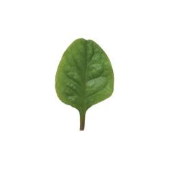 Red Malabar Spinach -Verdant Bloom Store 02437 04 redmalabar