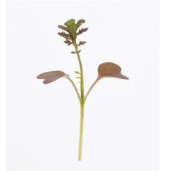 Mustard, Scarlet Frills 5 Mustard, Scarlet Frills -Verdant Bloom Store 02530m 01 scarletfrills