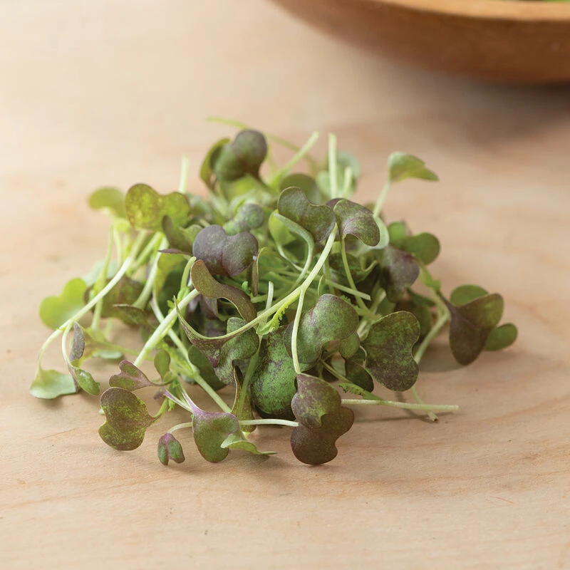 Mustard, Scarlet Frills 3 Mustard, Scarlet Frills
