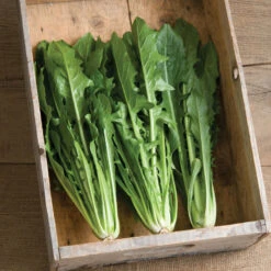 Clio 8 Clio -Verdant Bloom Store 02634 01 clio