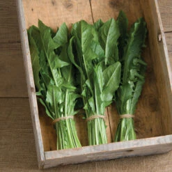 Clio 9 Clio -Verdant Bloom Store 02634 02 clio