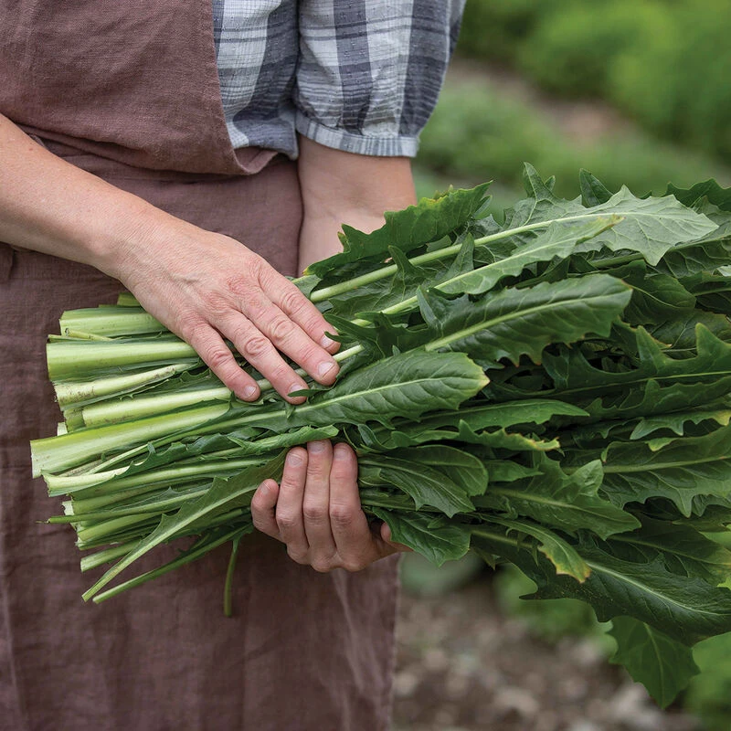 Clio 4 Clio - Image 2