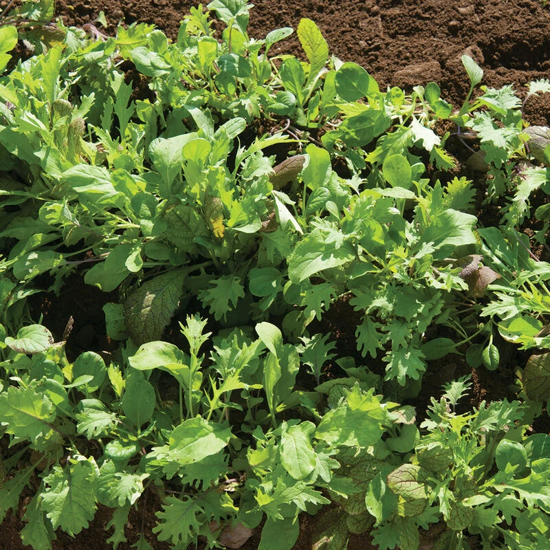 Ovation Greens Mix 4 Ovation Greens Mix - Image 2