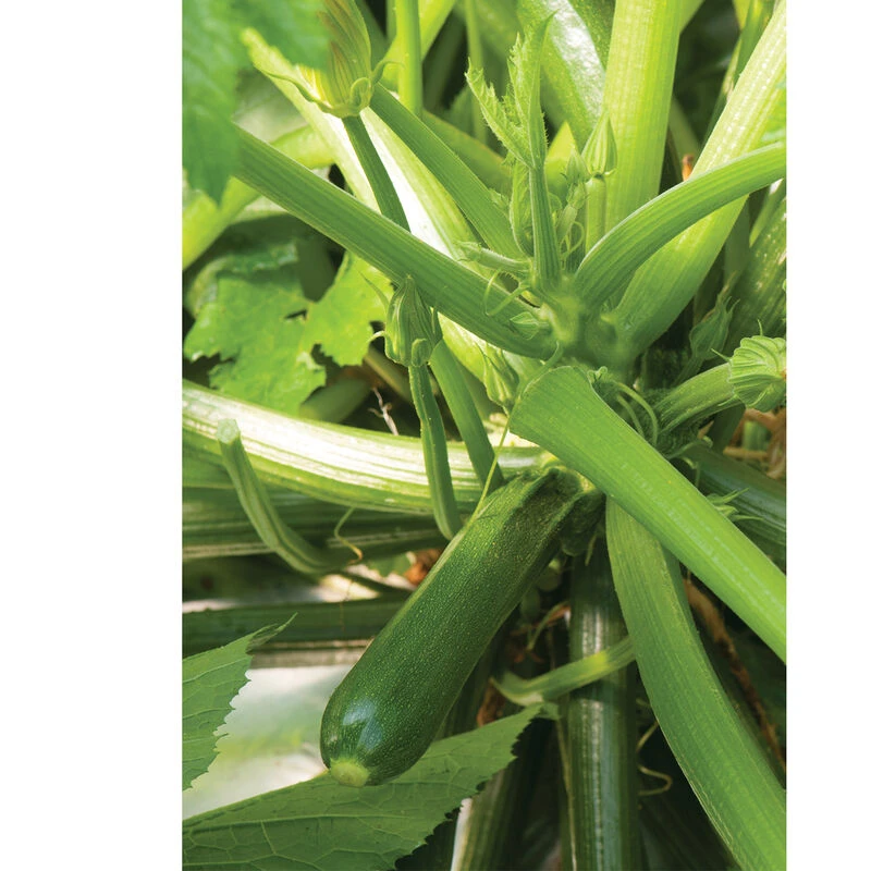 Partenon 4 Partenon - Image 2