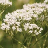 Common Valerian 1 Common Valerian -Verdant Bloom Store 02734 01 comvalerian
