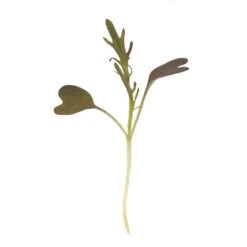 Mustard, Ruby Streaks 6 Mustard, Ruby Streaks -Verdant Bloom Store 02740m 01 rubystreaksmicro