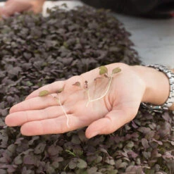 Mustard, Ruby Streaks 7 Mustard, Ruby Streaks -Verdant Bloom Store 02740m 02 rubystreaksmicro