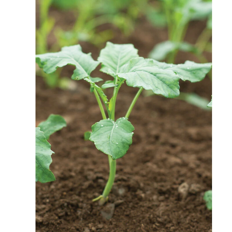 Spigariello Liscia 4 Spigariello Liscia - Image 2