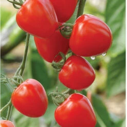 Tomatoberry Garden -Verdant Bloom Store 02760 01 tomato berry