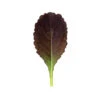 Garnet Giant 1 Garnet Giant -Verdant Bloom Store 02797g 01 garnet giant