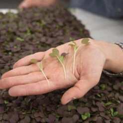 Mustard, Garnet Giant -Verdant Bloom Store 02797m 02 garnet giant