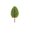 Red Veined Sorrel 1 Red Veined Sorrel -Verdant Bloom Store 02827g 01 redvsorrelsalad