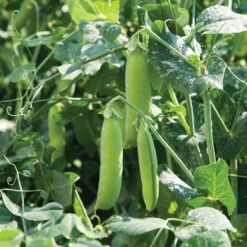 Strike -Verdant Bloom Store 02831 02 strike