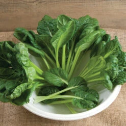 Tatsoi -Verdant Bloom Store 02897 01 tatsoi